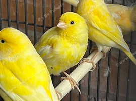 Canaries for rehome in Hull