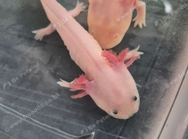 Juvenile axolotls ready to leave now