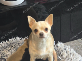 Beautiful Applehead Chihuhua Puppies