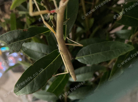 Indian Stick insects