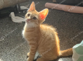 Male ginger cat