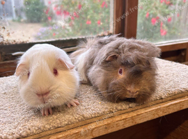 Sweet Baby Guinea Pig Boars - Peruvian and Pink Eyed White Self