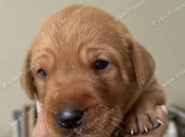 Adorable Labrador Puppies &ndash; Ready to Find Their Loving Forever Homes
