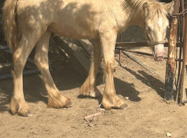 Lovely filly