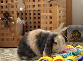 Pure harlequin mini lop