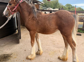 6mth filly