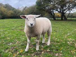 Late born very friendly ram lamb
