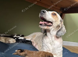Championed Lovingly Raised Bernedoodle Puppies