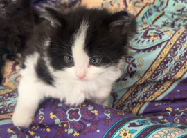 4 cute and mischievous kittens looking for their forever homes