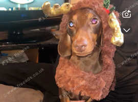 Miniature dashhound stud