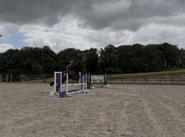 Attractive Tb Mare