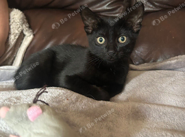 Kitten