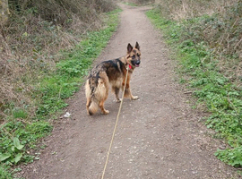 German shepherd girl needs a new home