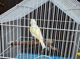 canaries