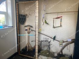 2 female kakarikis