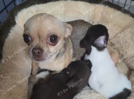 Adorable Chihuahua puppies.