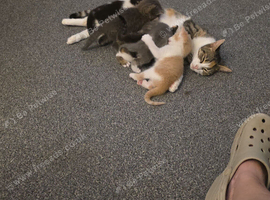 Kittens