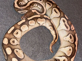 ball python for sale with tank and set up