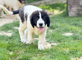 Newfoundland landseer type