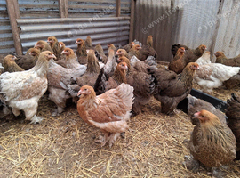 Brahma pullets 18weeks old