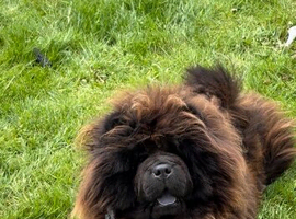 2 year old female chow chow