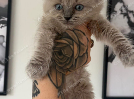 Last 2 stunning male ragdoll kittens
