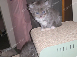 Munchkin cross Ragdoll Kittens