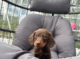 4 dachshund puppy&rsquo;s