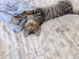 Kitten