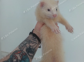 2 white ferrets