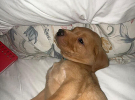 Labrador Retriever puppy