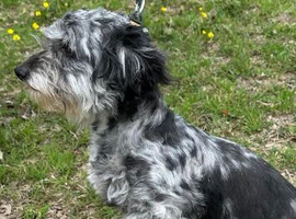 Yorkie poo pup