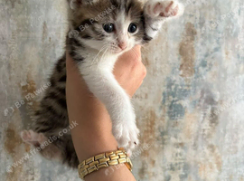 8 WEEK OLD KITTENS READY FOR THEIR FOREVER HOMES