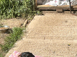 Miniature dachshund