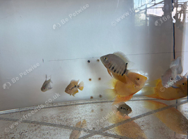 Selection of tropical fish