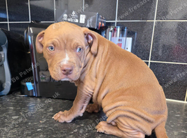 American bulldog