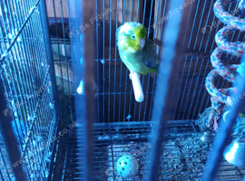 Smallest parrot