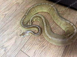 Multiple Royal Pythons For Sale
