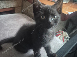 1 Gorgeous Black Male Kitten