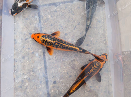 I have 4 ghost koi for sale