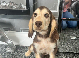 Gorgeous show cocker spaniel boy fully vaccinated
