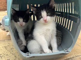 Twin kittens for sale