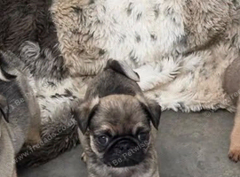 Fabulous KC Registered Pug Puppies