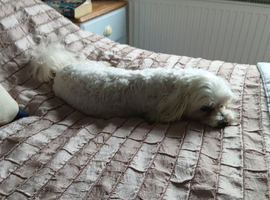 Reluctant sale beautiful boy dog 3.5 yrs ikd