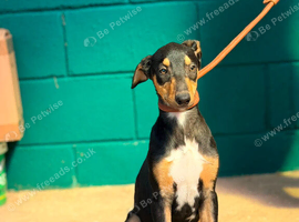 10 week old microchipped quality lurcher pups