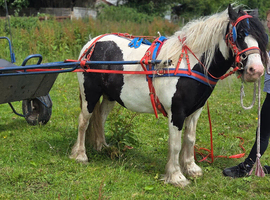 12.2 ride and drive mare