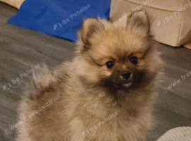 Pomeranian puppies ready now 1 male