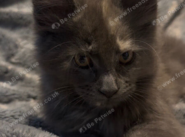 TICA reg Maine Coons - Ready to leave