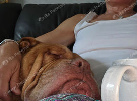 Dogue de Bordeaux cross