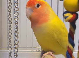 Male Lutino Lovebird